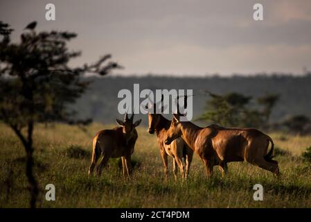 Hartebeest (Alcelaphus buselaphus aka Kongoni) au ranch El Karama, comté de Laikipia, Kenya Banque D'Images