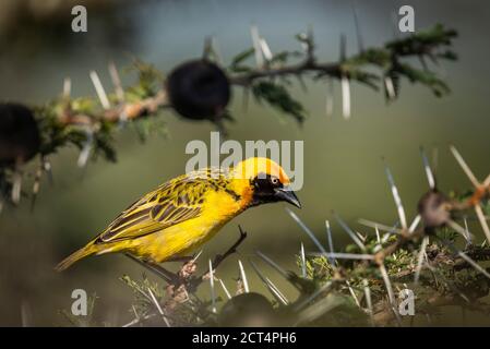 Speke's Weaver (Ploceus spekei) à l'occasion d'un safari sauvage en Afrique au Kenya, en Afrique Banque D'Images