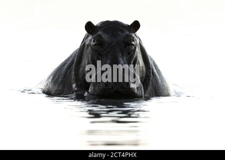 Beaux-arts image en noir et blanc d'un hippopotame pris dans le parc national de Chobe. Banque D'Images