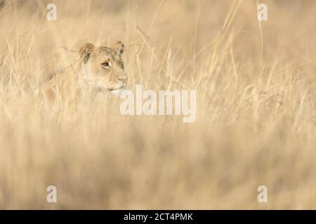 Une tige sans lioness est une proie dans la longue herbe dans le parc national de Chobe, au Botswana. Banque D'Images