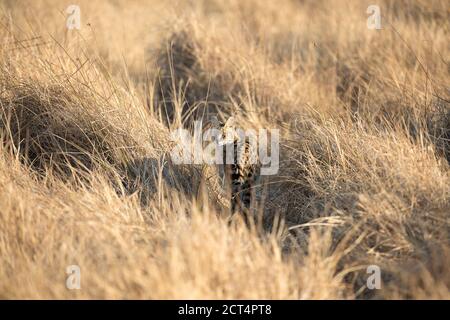 Une chasse au Serval en voie de disparition dans le parc national de Chobe, au Botswana. Banque D'Images