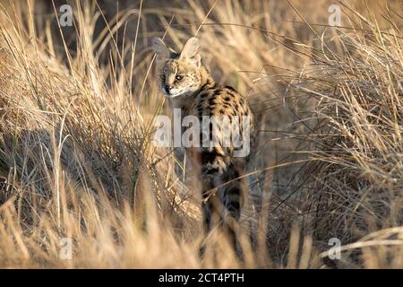 Une rare observation d'un Serval dans la longue herbe du delta de l'Okavango. Banque D'Images