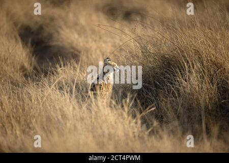 Une rare observation d'un Serval dans la longue herbe du delta de l'Okavango. Banque D'Images