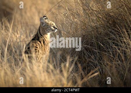Une rare observation d'un Serval dans la longue herbe du delta de l'Okavango. Banque D'Images