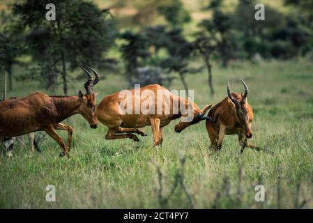 Hartebeest (Alcelaphus buselaphus aka Kongoni) au ranch El Karama, comté de Laikipia, Kenya Banque D'Images