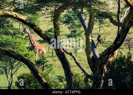 Babouin (Papio) au ranch El Karama, comté de Laikipia, Kenya Banque D'Images
