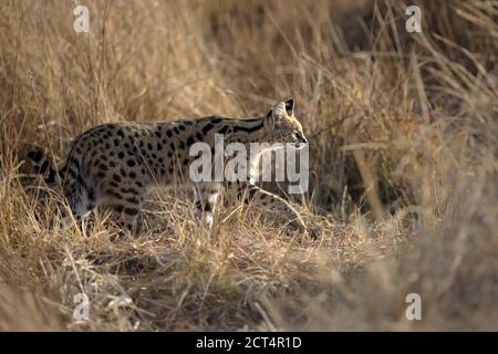 Une rare observation d'un Serval dans la longue herbe du delta de l'Okavango. Banque D'Images