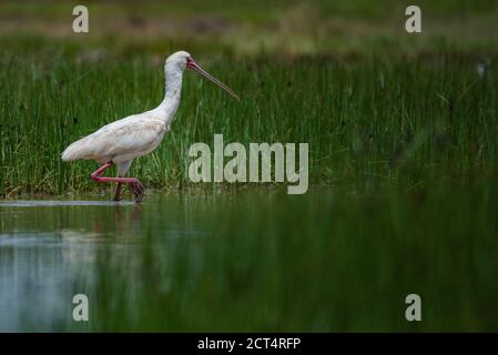 Bec-de-bipe africain (Platalea alba) au ranch El Karama, comté de Laikipia, Kenya Banque D'Images
