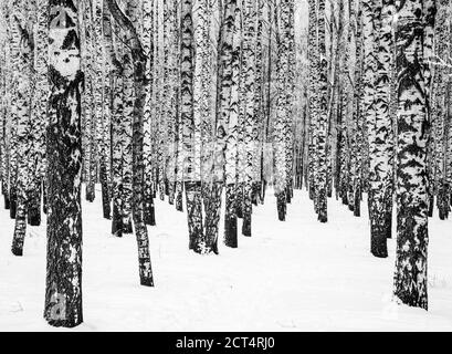 Malles de birches d'hiver avec des branches couvertes de noir de givre et blanc Banque D'Images