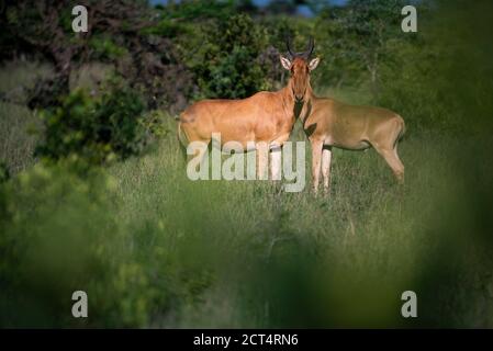 Hartebeest (Alcelaphus buselaphus aka Kongoni) au ranch El Karama, comté de Laikipia, Kenya Banque D'Images