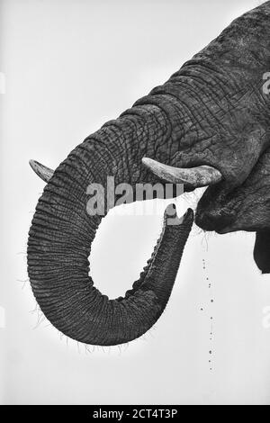 Image clé d'un éléphant buvant au Botswana. Banque D'Images