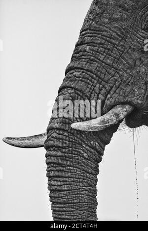 Image clé d'un éléphant buvant au Botswana. Banque D'Images