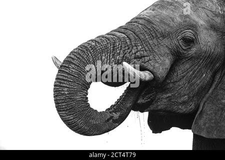 Image clé d'un éléphant buvant au Botswana. Banque D'Images