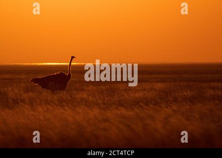 Un Ostrich dans le parc national d'Etosha au lever du soleil. Banque D'Images