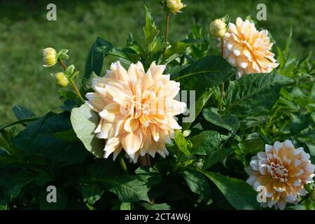 Variété de Dahlia jaune Peaches et crème fleurissent dans un jardin Banque D'Images