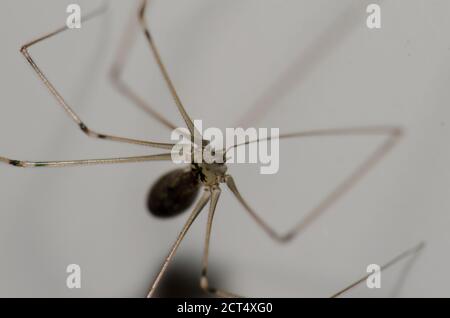 Harvestman dans une maison, Cruz de Pajonales, Tejeda, Gran Canaria, Iles Canaries, Espagne. Banque D'Images