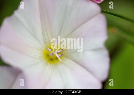 Cliché sélectif d'un petit Bindweed blanc dans un champ Banque D'Images