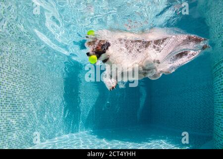 Sous-marin drôle photo de Jack russell terrier chiot jouant avec plaisir dans la piscine - saut, plongée à fetch ball. Cours de formation avec animaux de compagnie Banque D'Images