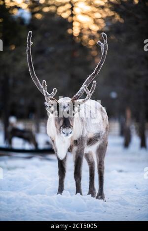 Portrait de renne avec gros bois à Noël en Laponie, Finlande, cercle arctique, Europe Banque D'Images