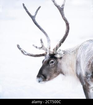 Portrait de renne avec gros bois à Noël en Laponie, Finlande, cercle arctique, Europe Banque D'Images