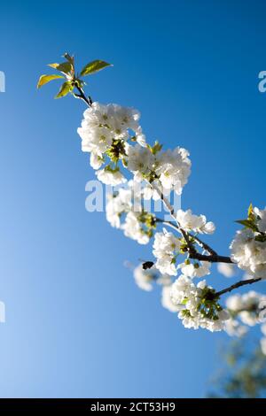 Vue sur une fleur de cerisiers en fleurs sur une branche pollinisée par une abeille solitaire au printemps avec un ciel bleu clair en arrière-plan, Montpellier, France Banque D'Images