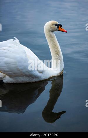 Swan à Pen Ponds, les lacs de Richmond Park, Londres, Angleterre Banque D'Images