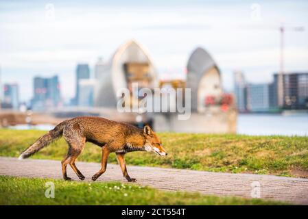Faune urbaine à Londres, un renard rouge (Vulpes vulpes) avec la barrière de la Tamise derrière, Greenwich, Londres, Angleterre Banque D'Images