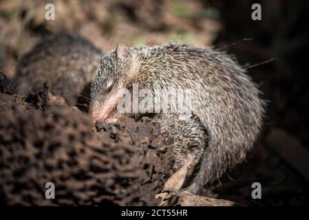 Tenrec (Tenrec ecaudatus), endémique à Madagascar Banque D'Images