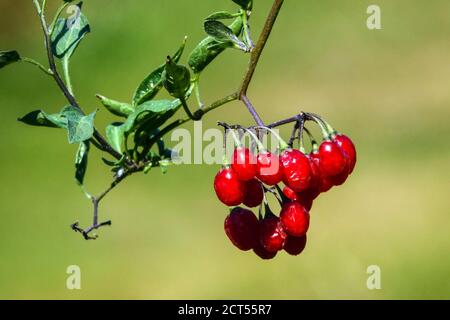 Doux au goût du jour Solanum dulcamara rouge venimeux fruits Banque D'Images