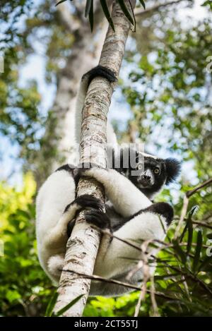 Indri aka Babakoto (Indri Indri), un grand lémurien dans la réserve de Perinet, Parc national d'Andasibe-Mantadia, est de Madagascar Banque D'Images