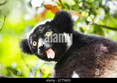 Indri aka Babakoto (Indri Indri), un grand lémurien dans la réserve de Perinet, Parc national d'Andasibe-Mantadia, est de Madagascar Banque D'Images