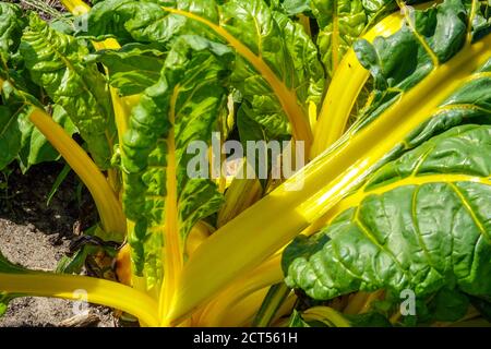 Carde suisse jaune carde plante mangold carde jaune vif jaune Banque D'Images