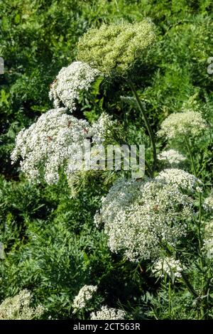 Reine Anne's Lace Daucus carota fleurs Banque D'Images