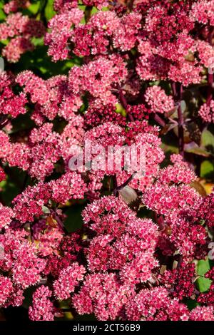 Red Sedum Stonecrop Hylotelephium 'Karfunkelstein' Orpine Dry Tolerant Plant Banque D'Images