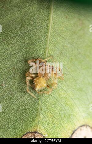 Araignée de tisserand mâle, Eriovixia laglaizei, Satara, Maharashtra, Inde Banque D'Images