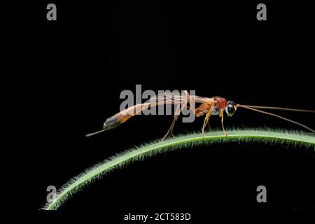 Vue latérale de la guêpe parasitoïde, Ophion luteus, Satara, Maharashtra, Inde Banque D'Images