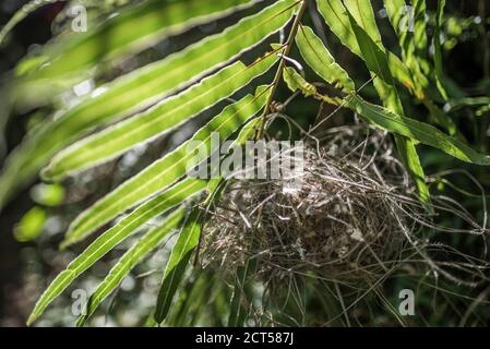 Nid d'oiseau dans le parc national d'Isalo, région d'Ihorombe, sud-ouest de Madagascar Banque D'Images