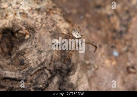 Araignée emblématique, Argiope aemula, Satara, Maharashtra, Inde Banque D'Images