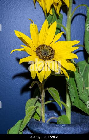 Des tournesols suédois se tiennent dans un pot à l'intérieur contre un mur Qui sont cueillis pendant le mois d'automne de septembre dans Suède Banque D'Images