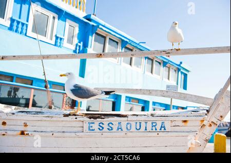 Mouettes sur un bateau avec un panneau indiquant Essaouira dans le port de pêche d'Essaouira, Maroc, Afrique du Nord Banque D'Images