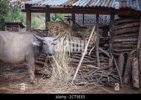 Water Buffalo dans le village de Pankam, canton de Hsipaw, État de Shan, Myanmar (Birmanie) Banque D'Images