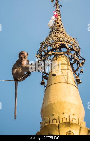 Monkey au Monastère du Mont Zwegabin, hPa an, Etat de Kayin (Etat Karen), Myanmar (Birmanie) Banque D'Images