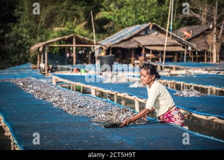 Séchage du poisson au soleil au village de pêche de Tizit, péninsule de Dawei, région de Tanintharyi, Myanmar (Birmanie) Banque D'Images