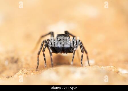 Face de l'araignée de saut Cyrba algerina, Salticidae, Satara, Maharashtra, Inde Banque D'Images
