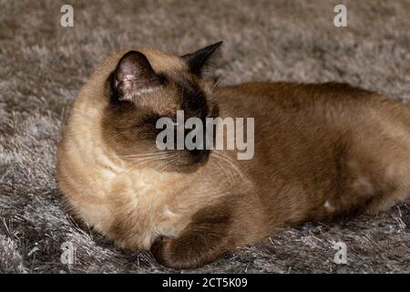 Chat siamois reposant sur un tapis gris, Felis silvestris F. catus Banque D'Images