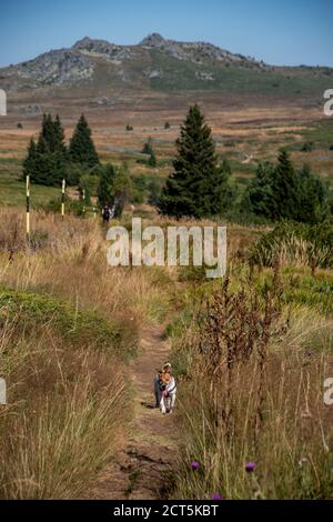 Un Jack Russell terrier qui court sur un sentier de randonnée en Bulgarie. Banque D'Images