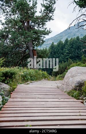 Un arbre avec une montagne en arrière-plan Banque D'Images