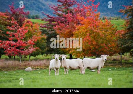 Moutons dans la région de Canterbury, Île du Sud, Nouvelle-Zélande Banque D'Images