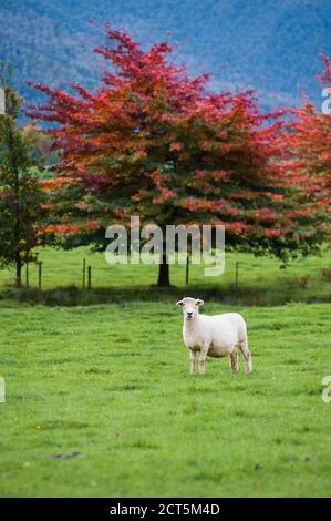 Moutons dans le parc naturel Hanmer, chemin Lewis Pass, région de Canterbury, Île du Sud, Nouvelle-Zélande Banque D'Images