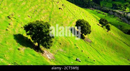Ligne d'arbres sur une colline dans la campagne rurale près de Kaikoura, Île du Sud, Nouvelle-Zélande Banque D'Images